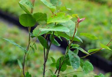 Amelanchier lamarckii im P 0,5