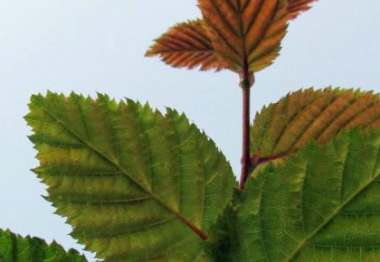 Carpinus betulus 2/0#