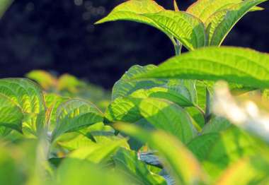 Cornus mas 1/1
