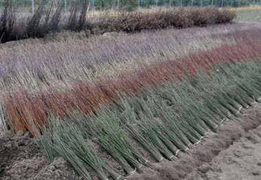 Herbsteinschlag