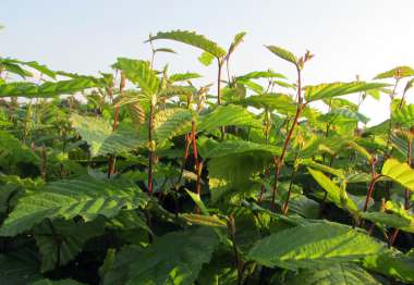 Carpinus betulus 1/0