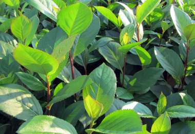 Aronia melanocarpa 1/0