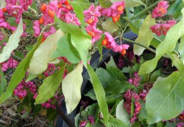 Eigene Beerntung von Euonymus europaeus