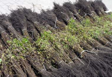 Fertig sortierte Carpinus betulus 2/0#