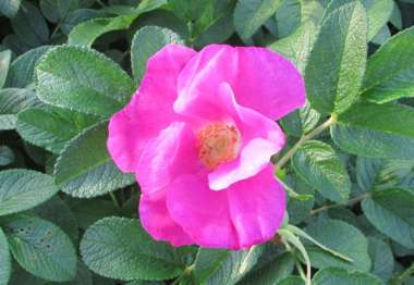 Blüte der Rosa rugosa