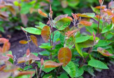 Amelanchier lamarckii 1/0 