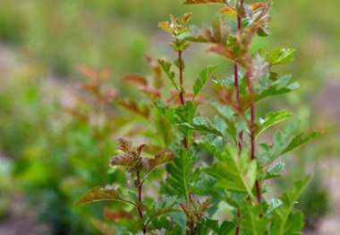 Crataegus monogyna 1/0