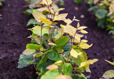 Fagus sylvatica 1/0